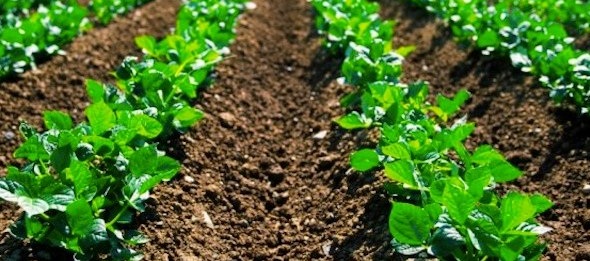BIOFERTILIZER MARKET ANALYSIS AS AN INTEGRAL PART OF ORGANIC FARMING
